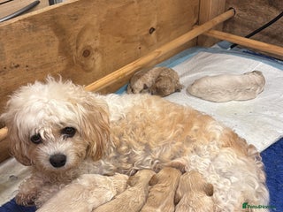 Cavapoochon dogs Cavapoochon puppies for sale - Advert 16