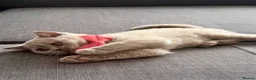 British Shorthair cats for sale: Gccf reg. British Shorthair Lilacs,Black - Advert 28