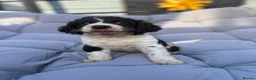 Mixed Breed dogs for sale: Cockatzu in Rowley Regis - Advert 10