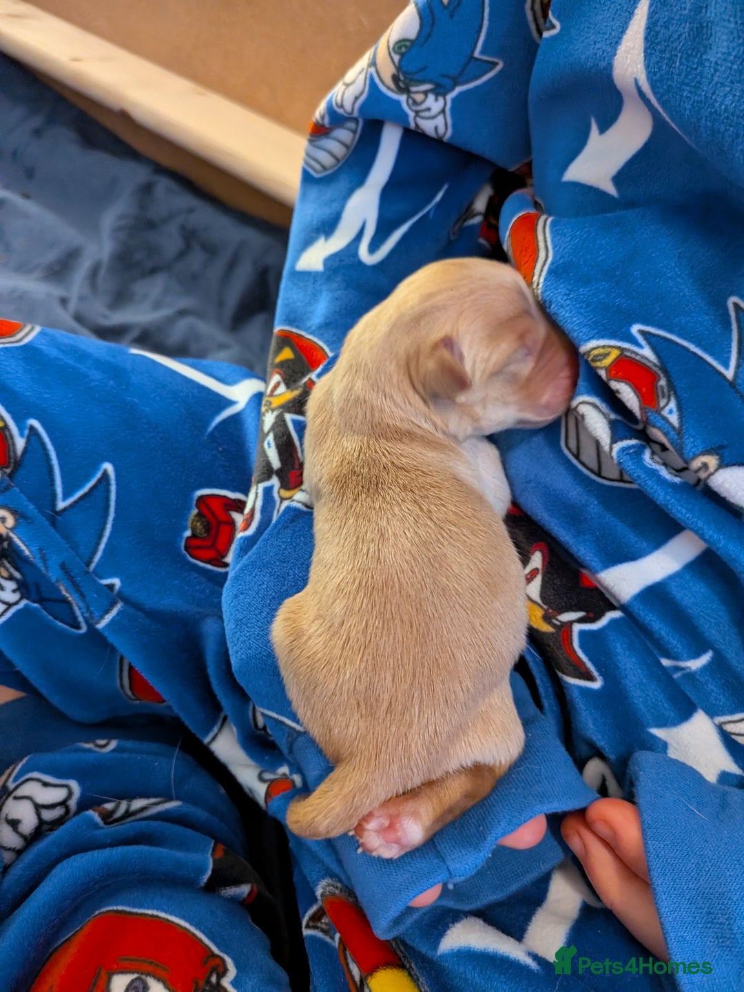 Goldador dogs for sale: Goldador puppies - all reserved  - Advert 17