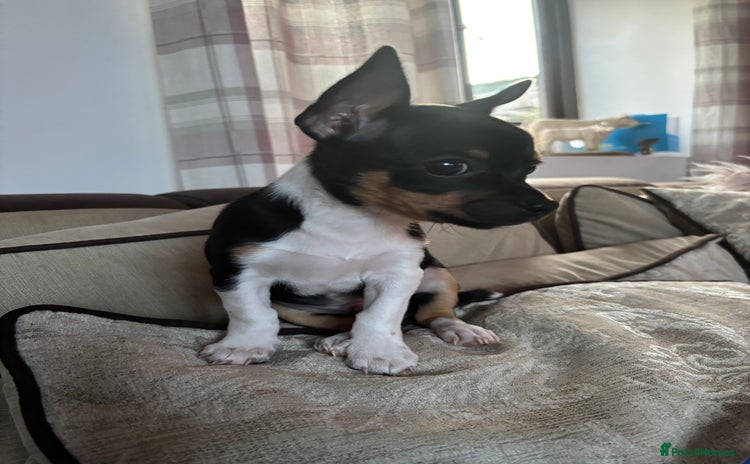 Chihuahua dogs - Advert 13