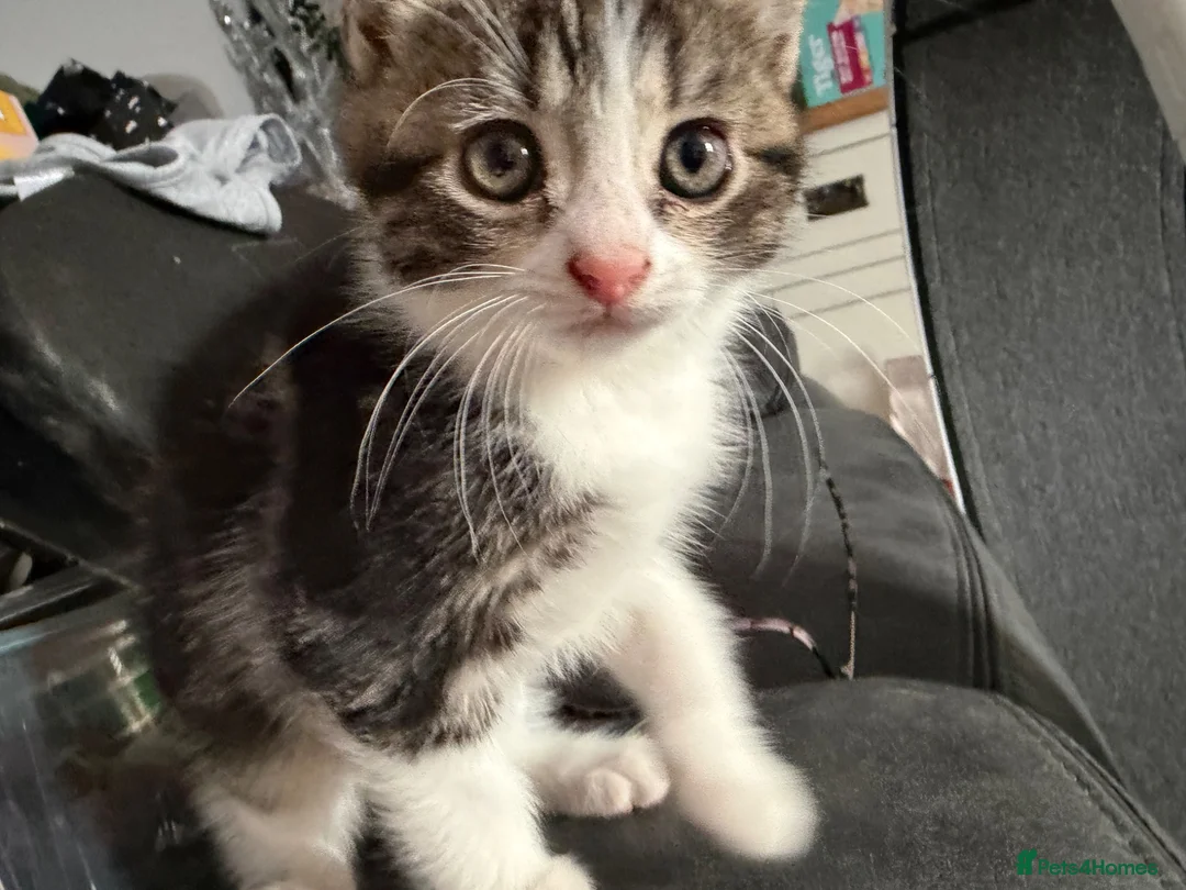 Mixed Breed cats for sale: Female kitten - Advert 2
