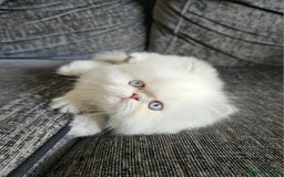 Persian cats for sale: Stunning Pedigree Persian Kitten - Image 8