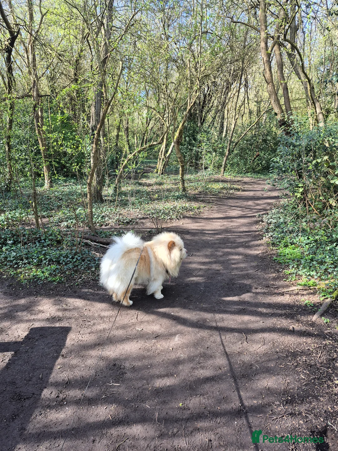 Chow Chow dogs for stud: Simba - Advert 2