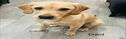 Labrador Retriever dogs for sale: Yellow & Fox Red Labrador Puppies - Advert 18