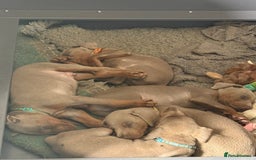 Dobermann dogs for sale: Dobermann puppy 5* licensed breeder  - Image 2