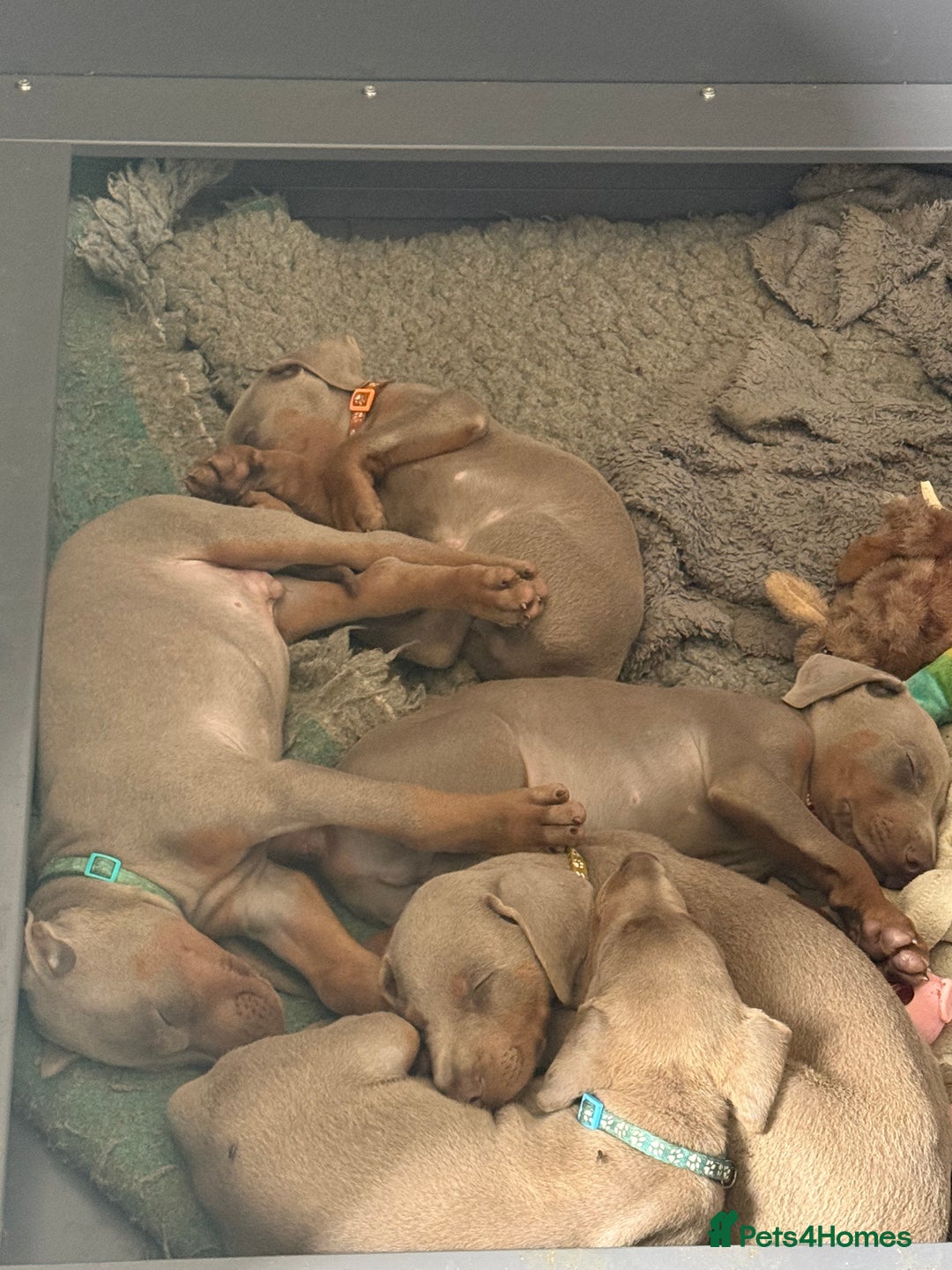 Dobermann dogs for sale: Dobermann puppy 5* licensed breeder  - Image 2