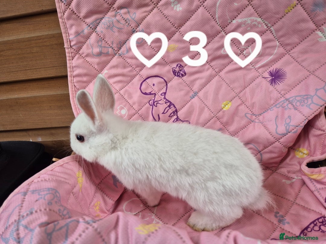 Netherland Dwarf rabbits for sale: Netherland and Mini Lion Lops - Image 12