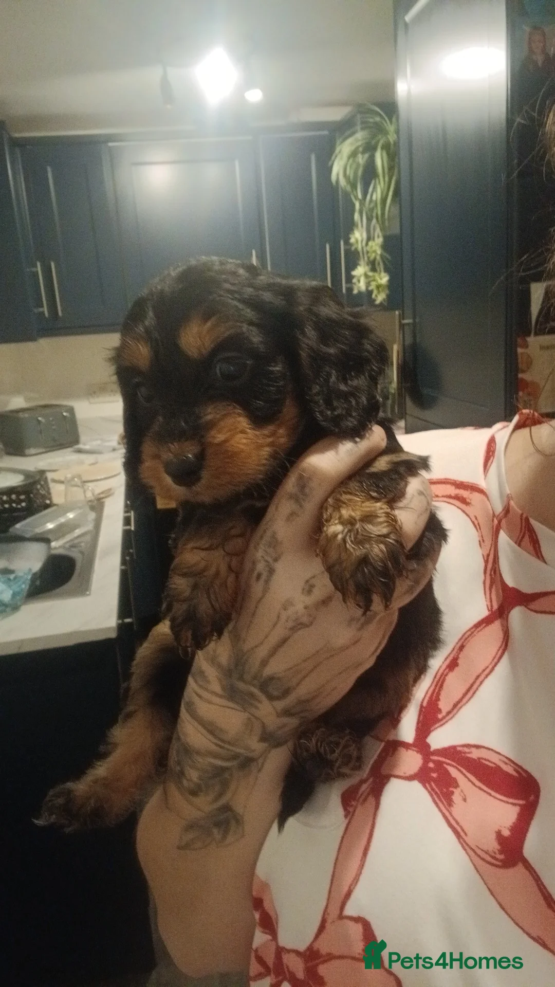 Cockapoo dogs for sale: Last 2 stunning babies left - Advert 1