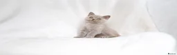 British Shorthair cats for sale: Champagne Lilac/Fawn British Shorthair Kittens 💜 - Advert 8