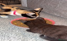 Mixed Breed cats for sale: Mother and daughter  - Image 1