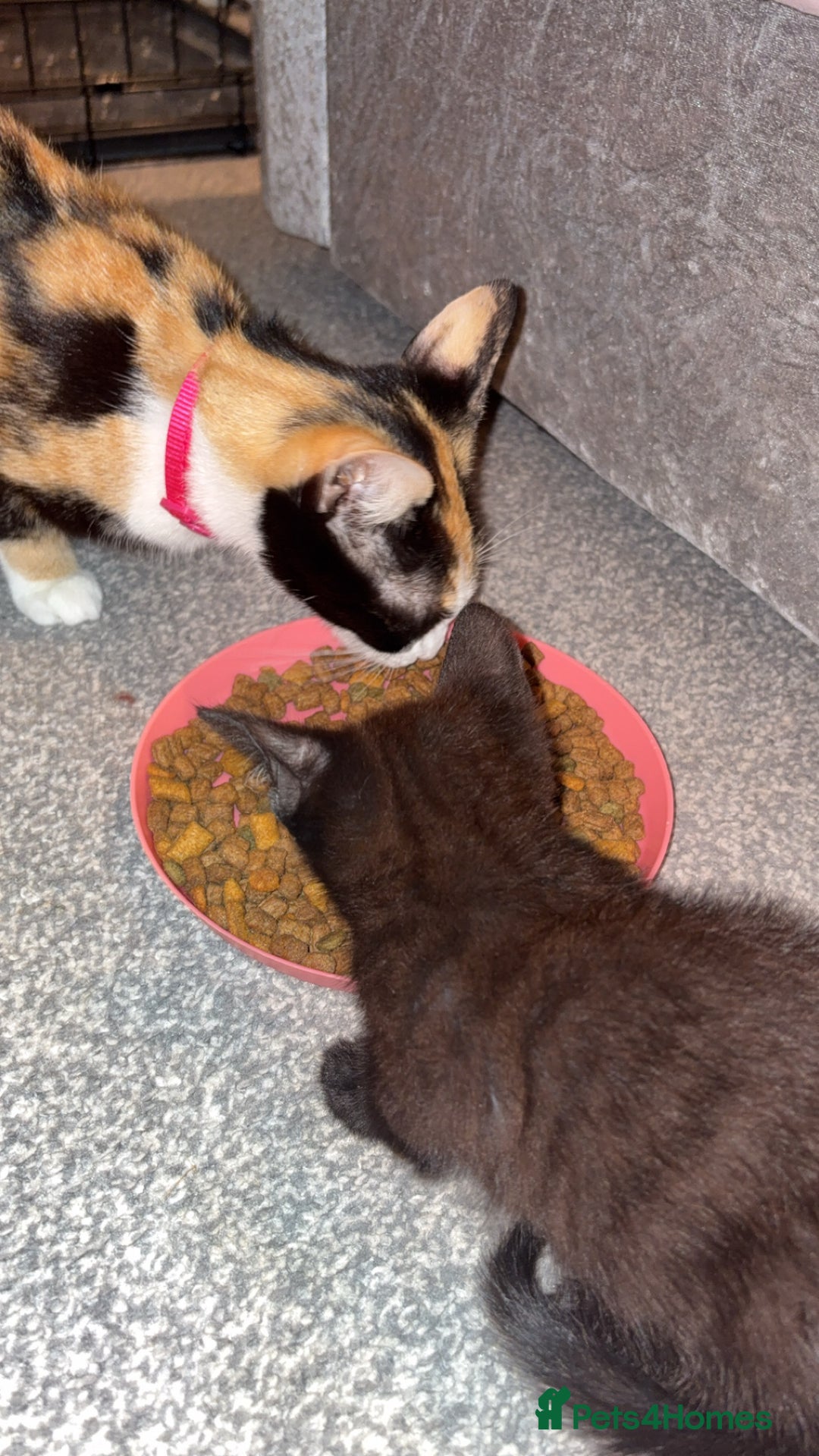 Mixed Breed cats for sale: Mother and daughter  - Image 1