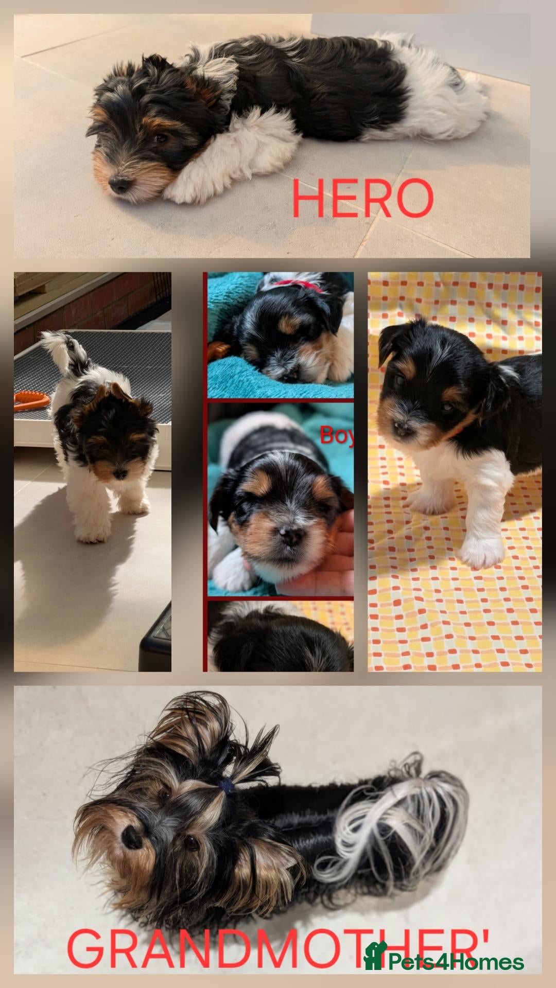 Biewer Terrier dogs for sale: Rare Larger Biewer Terrier Puppies - Advert 2