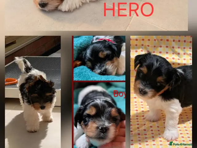 Biewer Terrier dogs for sale: Rare Larger Biewer Terrier Puppies - Advert 2