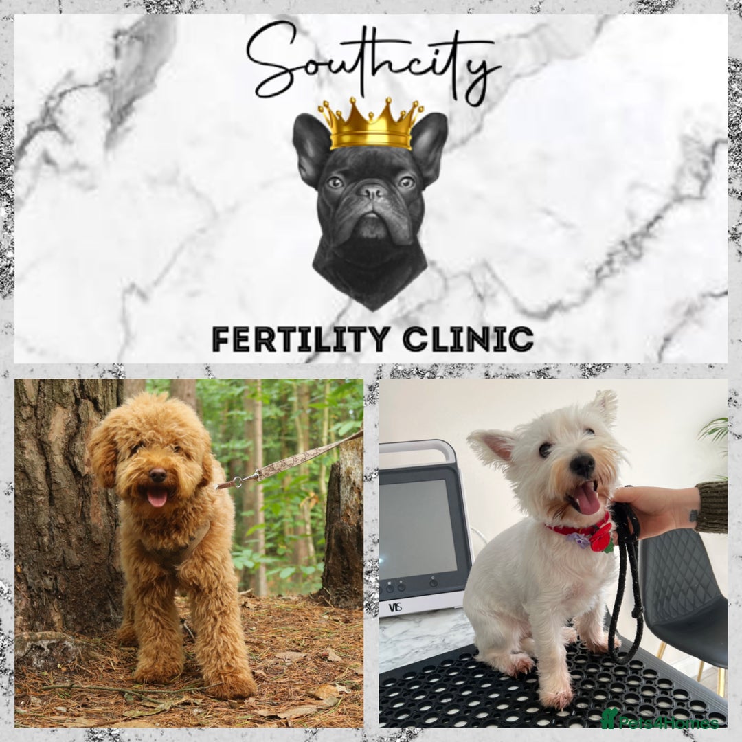 Miniature Poodle dogs for stud: RUPERT MINIATURE POODLE in Southampton - Advert 16