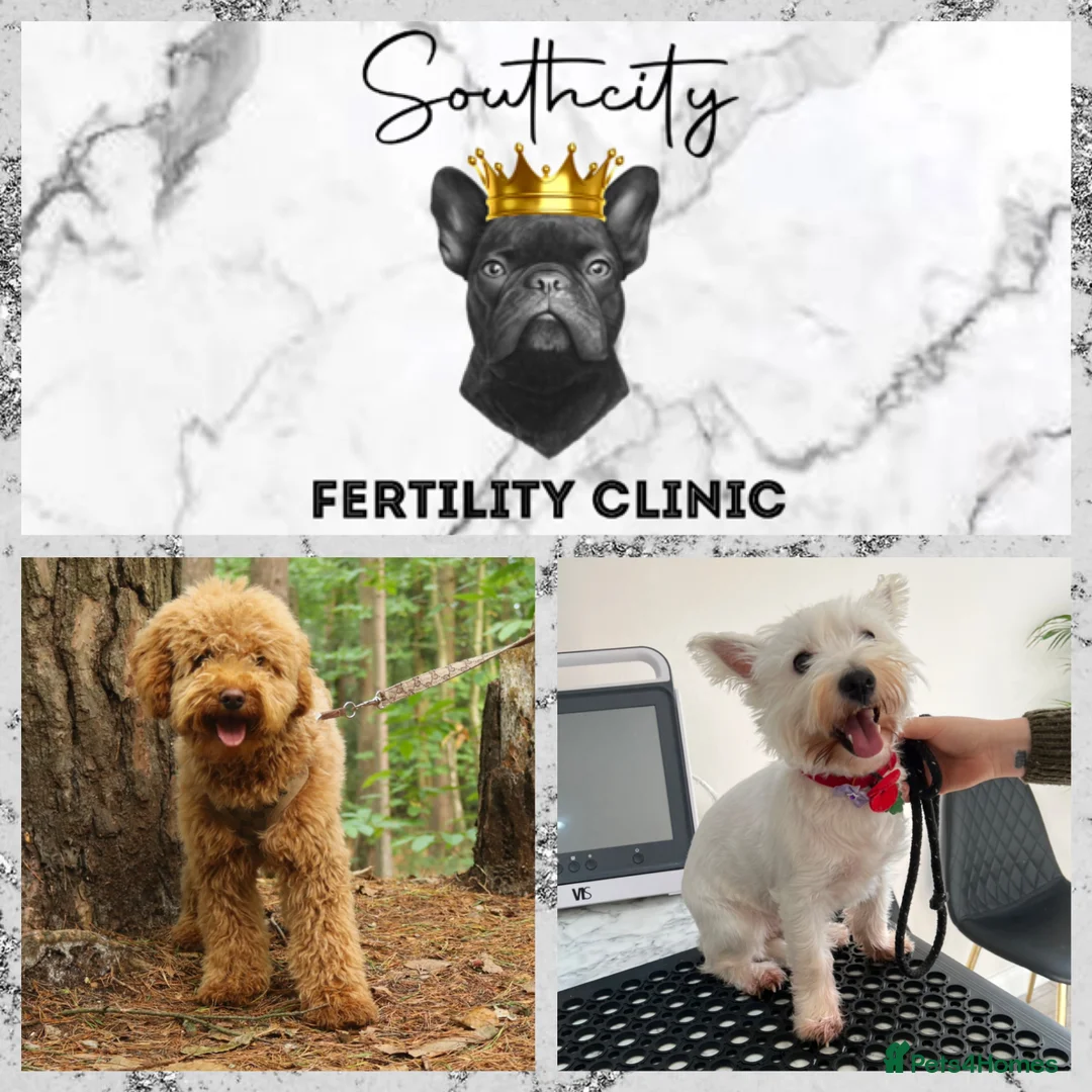 Miniature Poodle dogs for stud: RUPERT MINIATURE POODLE in Southampton - Advert 16