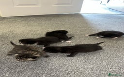 Bengal cats for sale: 5 bengal kittens looking for a loving home  - Image 11