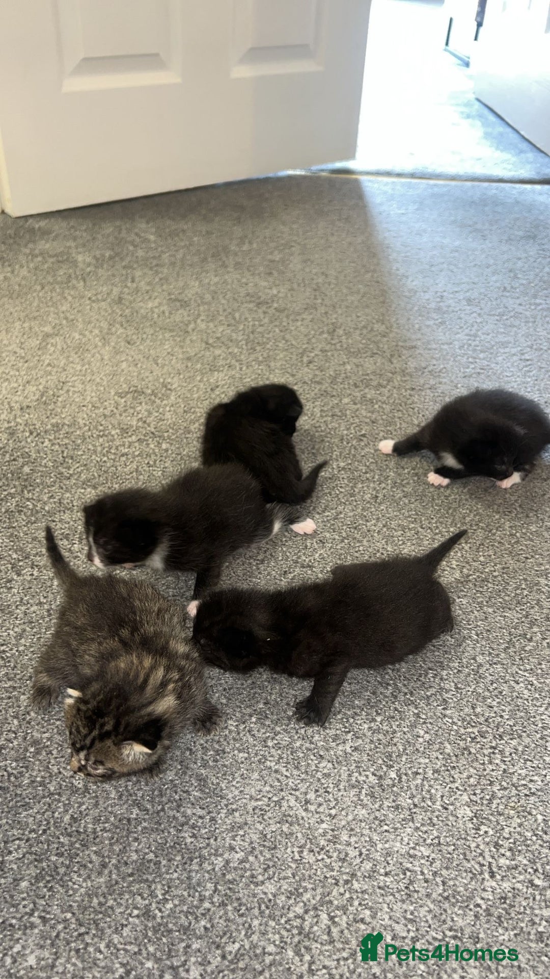 Bengal cats for sale: 5 bengal kittens looking for a loving home  - Image 11