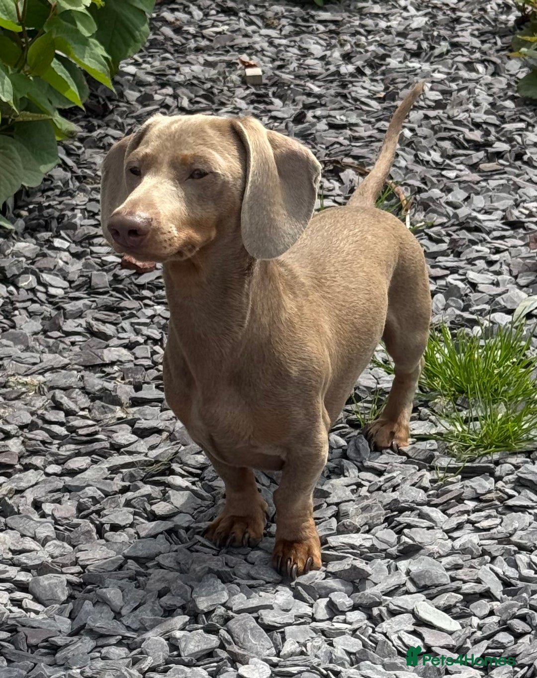 Miniature Dachshund dogs for stud: Isabella and Tan miniature dachshund for stud - Advert 1