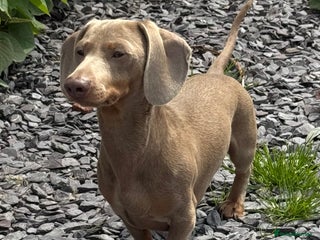 Miniature Dachshund dogs Isabella and Tan miniature dachshund for stud - Advert 9