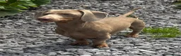 Miniature Dachshund dogs for stud: Isabella and Tan miniature dachshund for stud - Advert 1