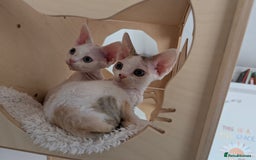 Devon Rex cats for sale: 🐾 Beautiful Devon Rex Kittens💕 - Image 8