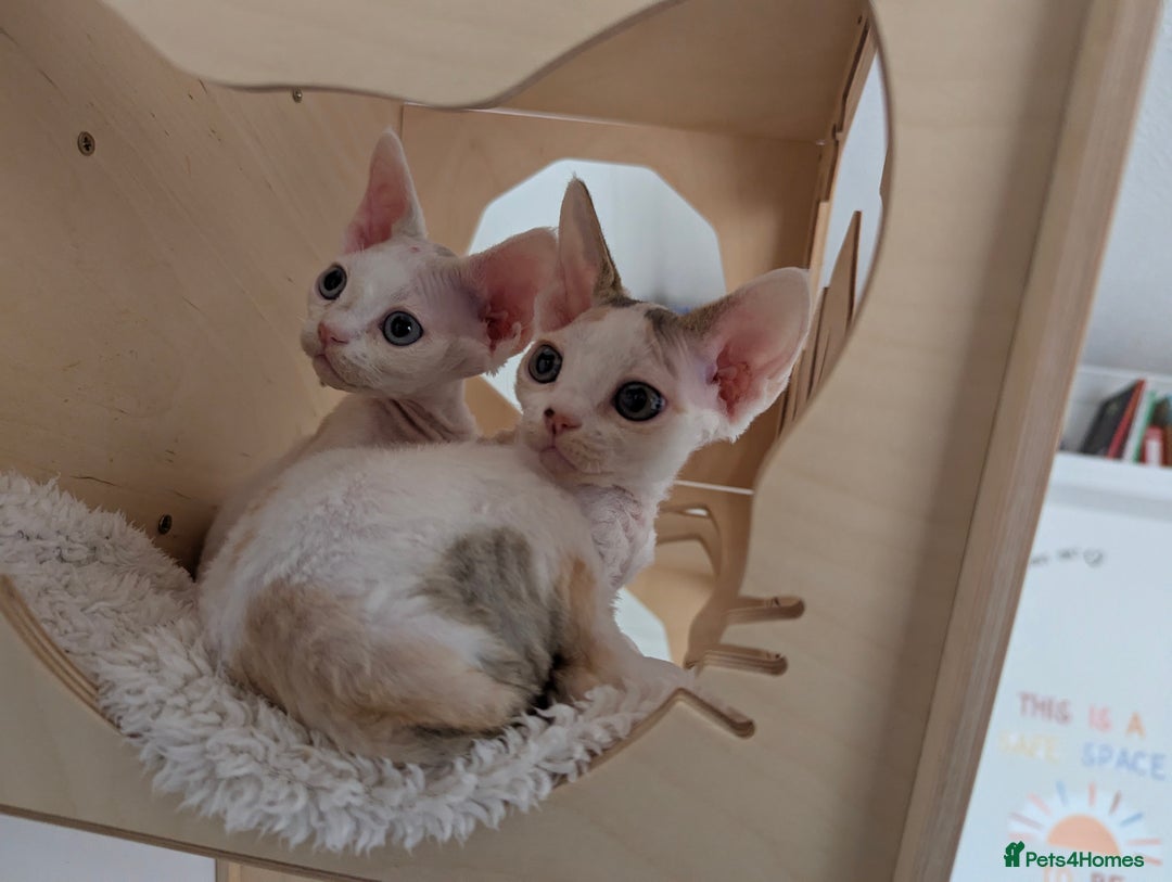 Devon Rex cats for sale: 🐾 Beautiful Devon Rex Kittens💕 - Image 8