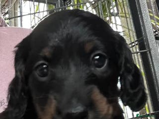 Miniature Dachshund dogs Miniature Dachshunds - Advert 13