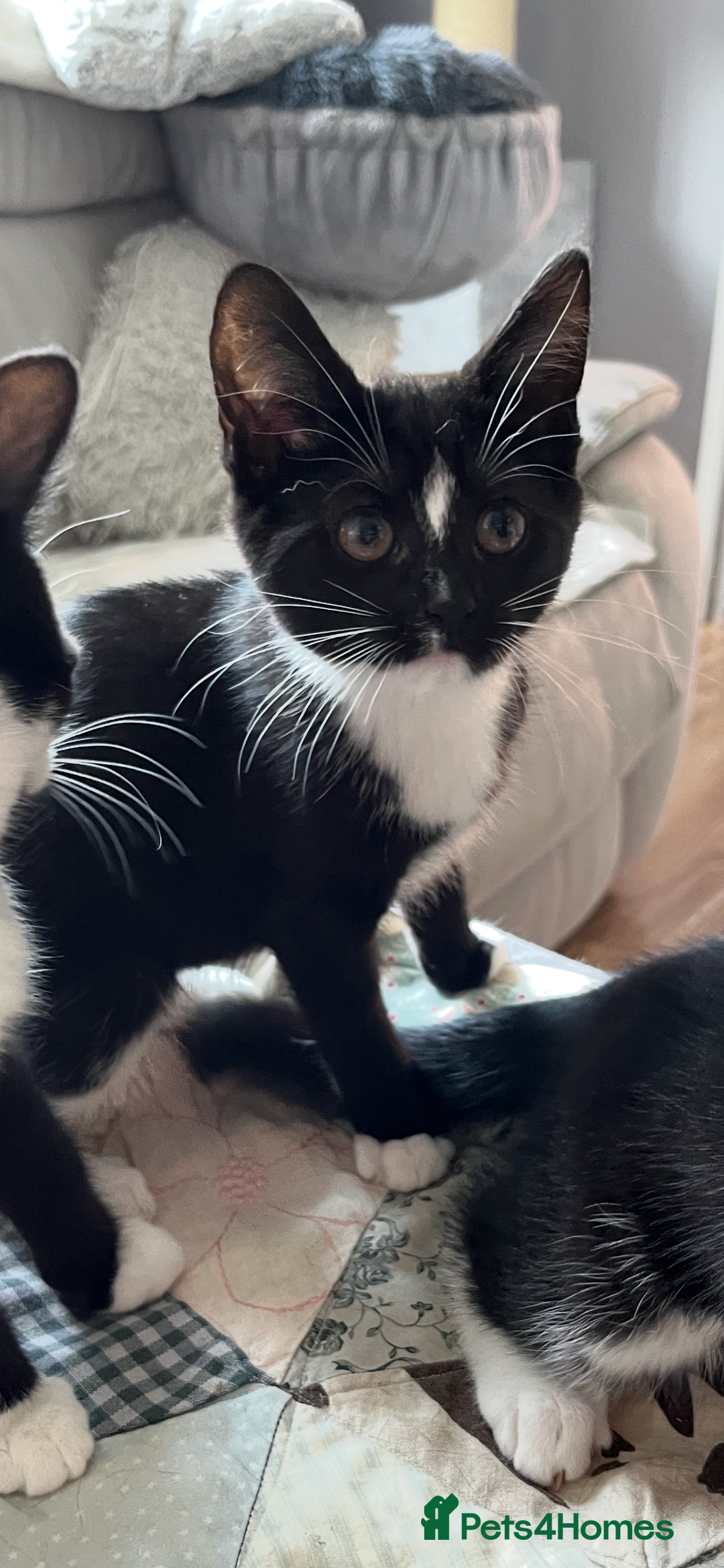 Mixed Breed cats for sale: Mother cat & her kittens wanting homes  - Image 14
