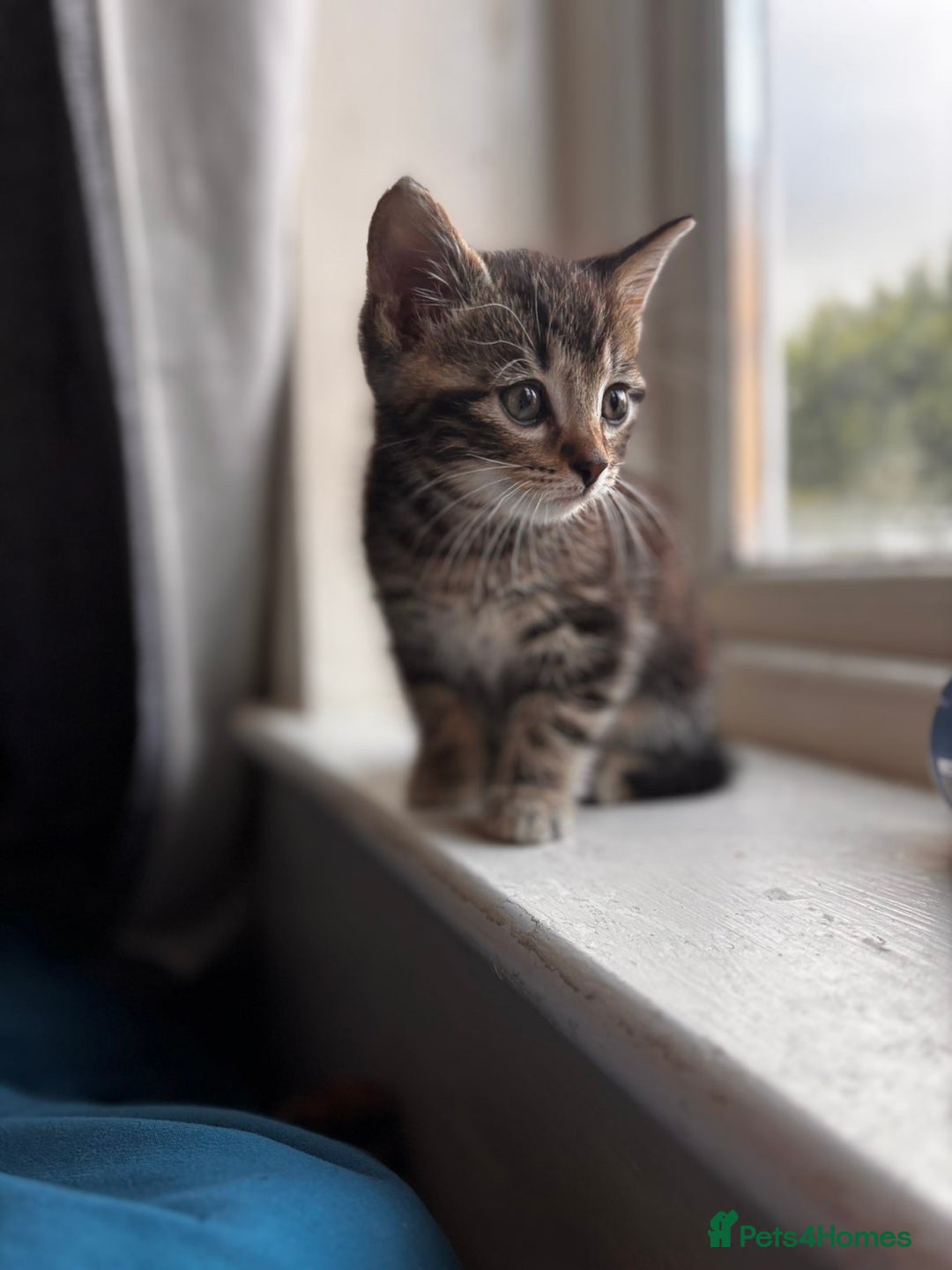 Mixed Breed cats for sale: Gorgeous mixed mainecoon kitten  - Image 3