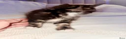 Turkish Angora cats for sale: 1 REMAINING Beautiful TurkishAngora Cross Kittens  - Advert 4