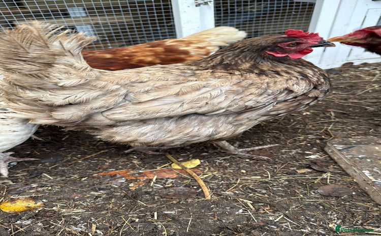 Chickens poultry - Advert 16