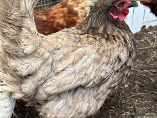 Chickens poultry - Advert 29