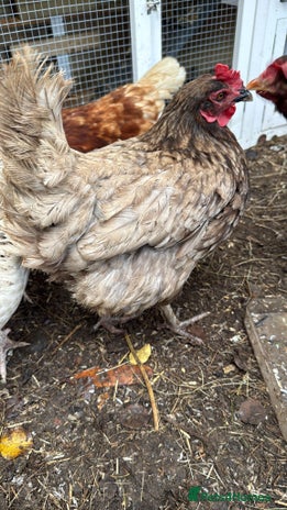 Chickens poultry - Advert 16