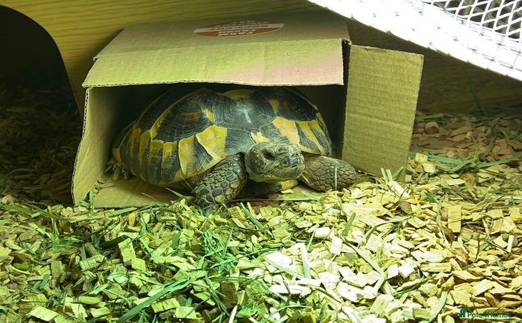 Hermann Tortoise reptiles - Advert 6