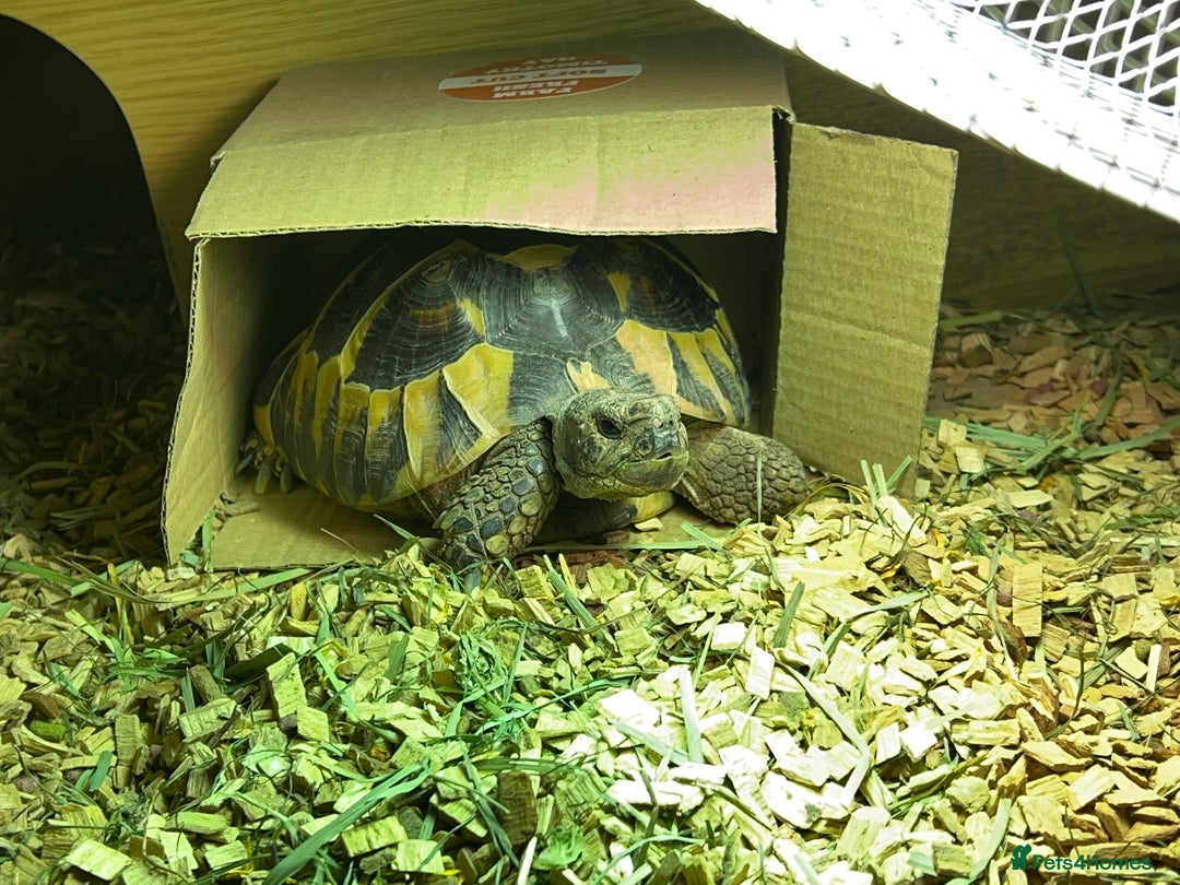Hermann Tortoise reptiles for sale: 8 Year Old Male Hermann Tortoise - Image 1