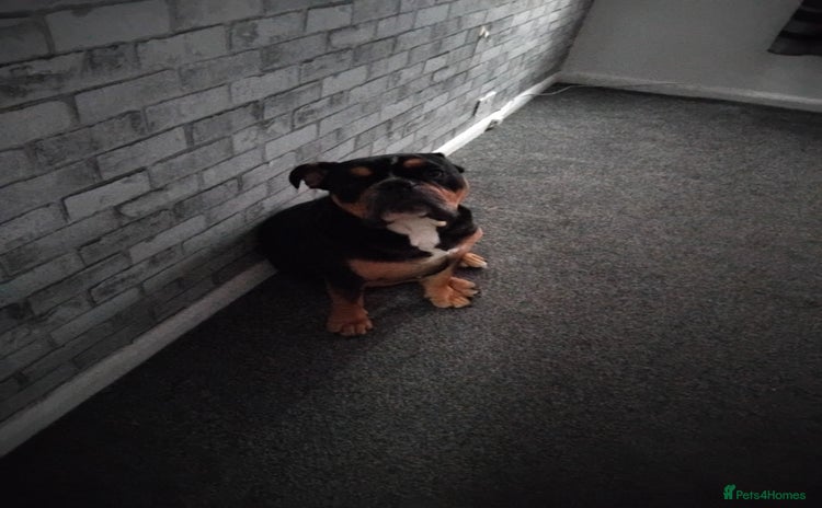 Old Tyme Bulldog dogs - Advert 1
