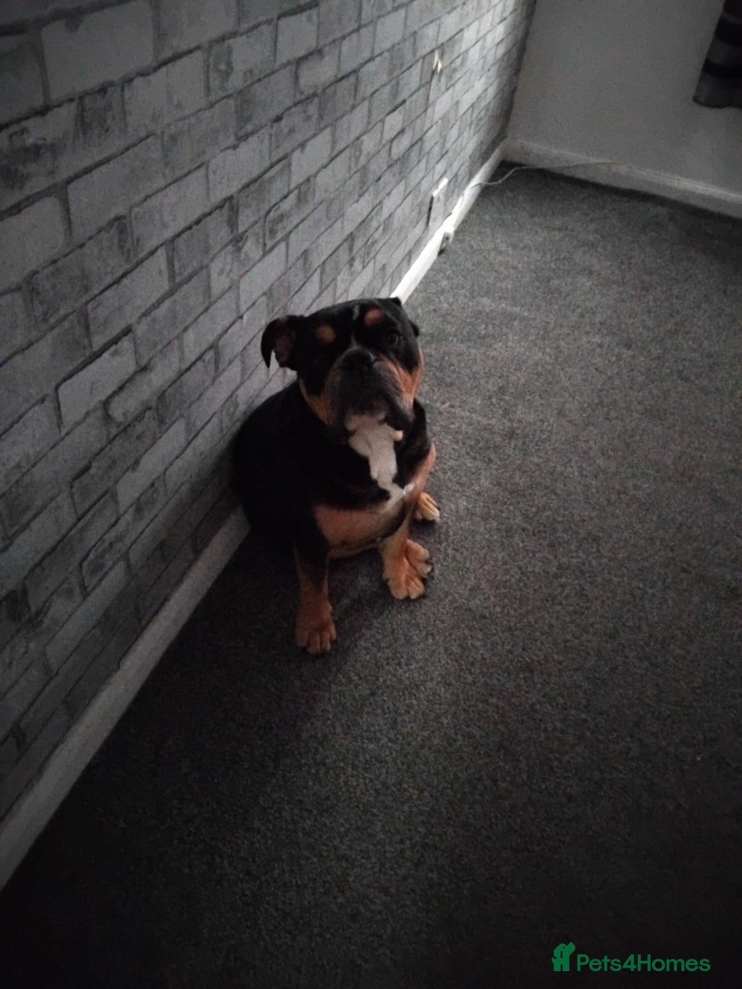 Old Tyme Bulldog dogs for sale: Old english bulldog  - Image 1