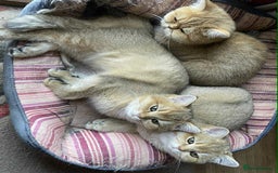 British Shorthair cats for sale: beautiful nature Golden BSH boys  - Image 4