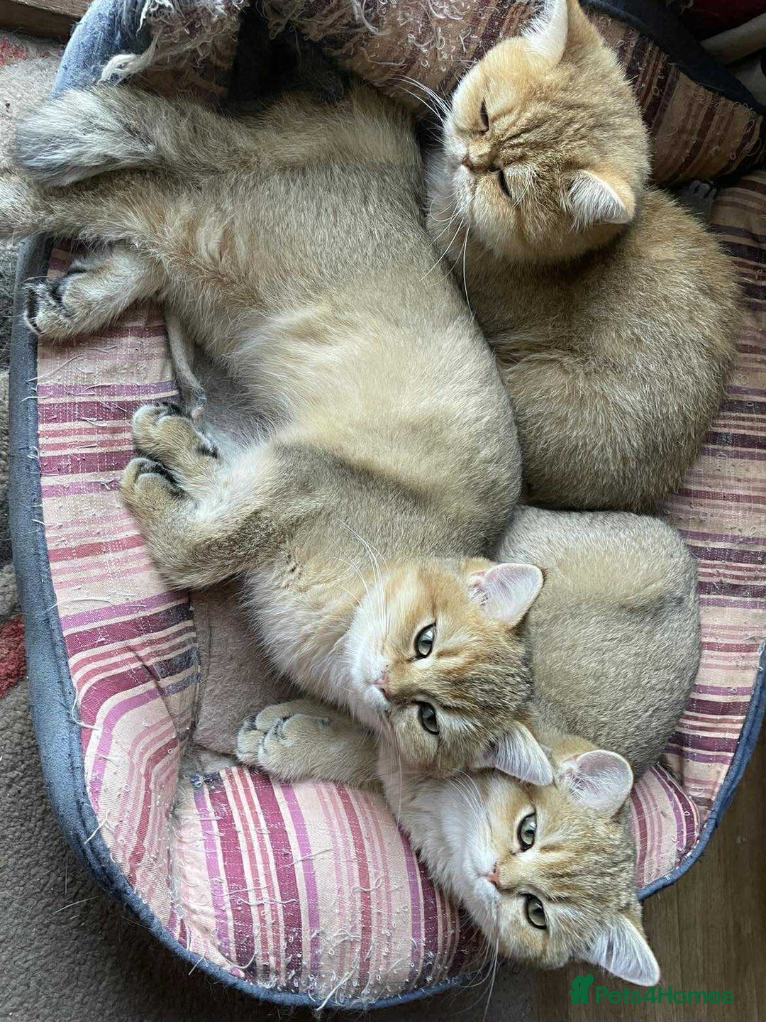 British Shorthair cats for sale: beautiful nature Golden BSH boys  - Image 4
