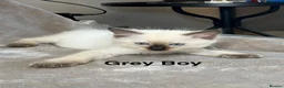 Ragdoll cats for sale: 😻Pure Ragdoll Kittens looking for loving home ❤️ - Advert 33