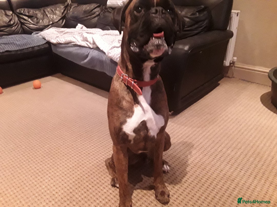 Boxer dogs for sale: Caine - Image 4