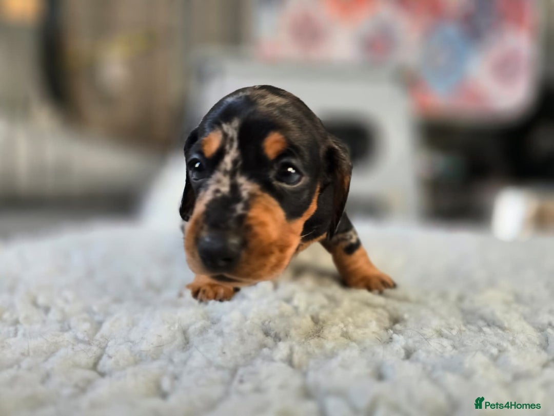Miniature Dachshund dogs for sale: ✨5star✨ True miniatures, Licenced breeder, KC reg - Image 7