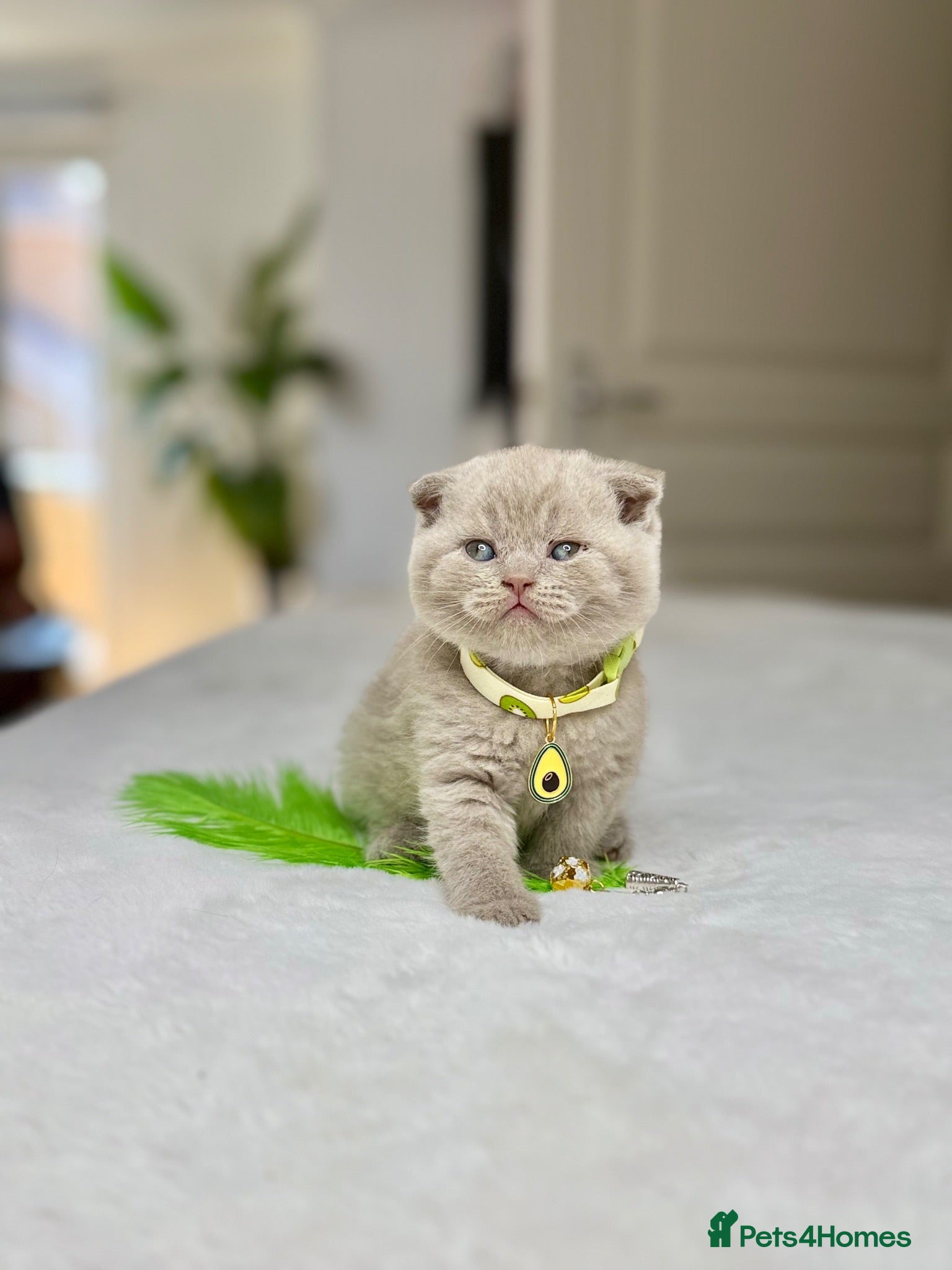 Scottish Fold cats Scottish fold - Advert 2