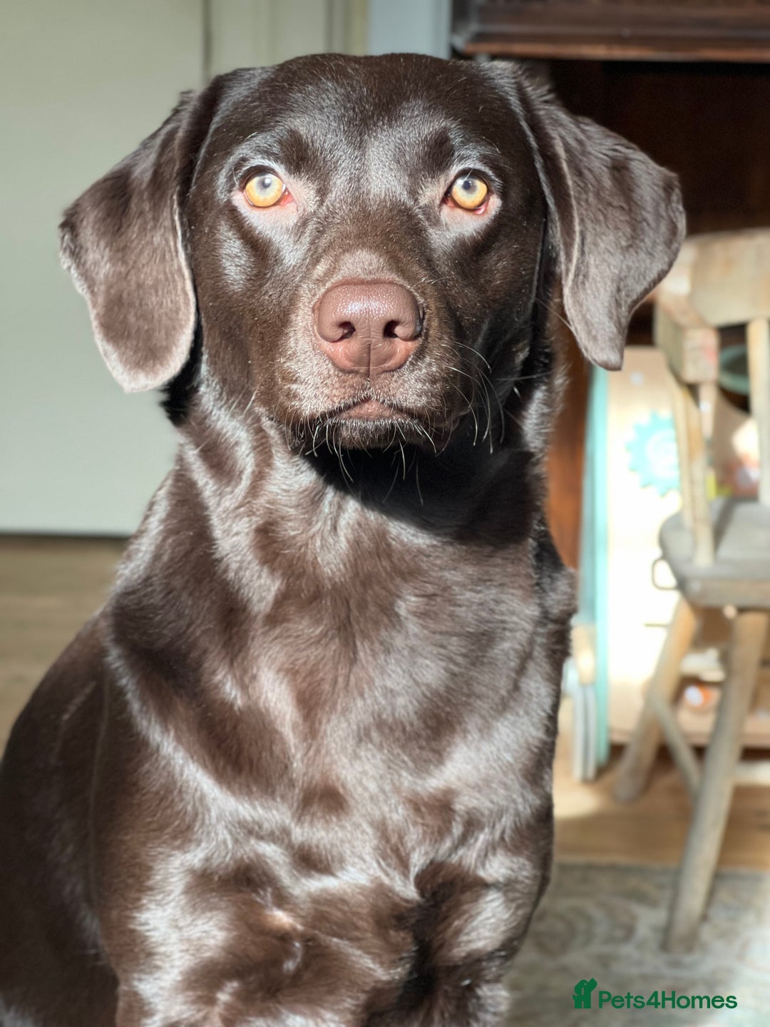 Labrador Retriever dogs for sale: Female Chocolate Labrador - Advert 1