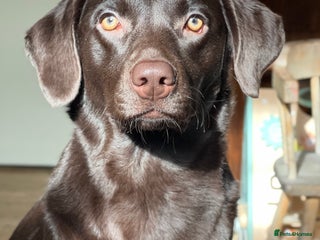 Labrador Retriever dogs Chocolate Labrador 19 months - Advert 1