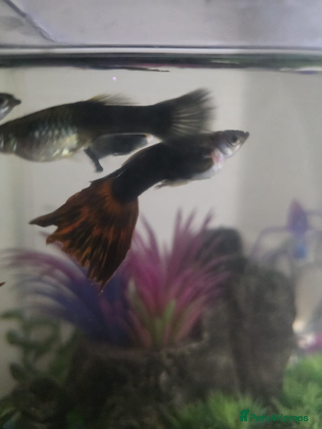 Mollies fish for sale: Christmas guppies for sale - Advert 8