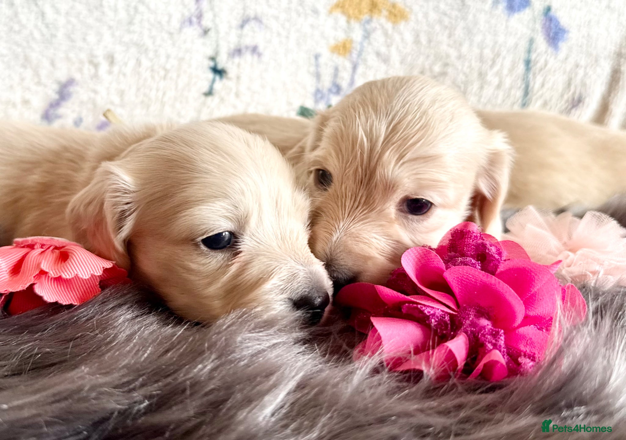 Miniature Dachshund dogs White/light cream tiny miniature dachshunds - Advert 1