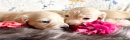 Miniature Dachshund dogs for sale: White/light cream tiny miniature dachshunds - Advert 1