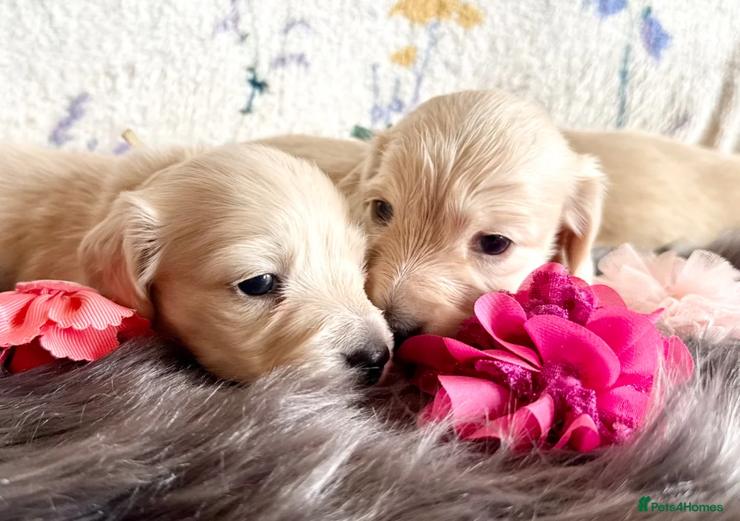 Miniature Dachshund dogs for sale: White/light cream tiny miniature dachshunds - Advert 1